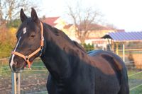 Cora im Sonnenuntergang