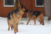 Wachhunde im Schnee 